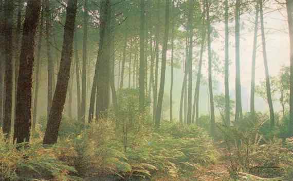 Bosque